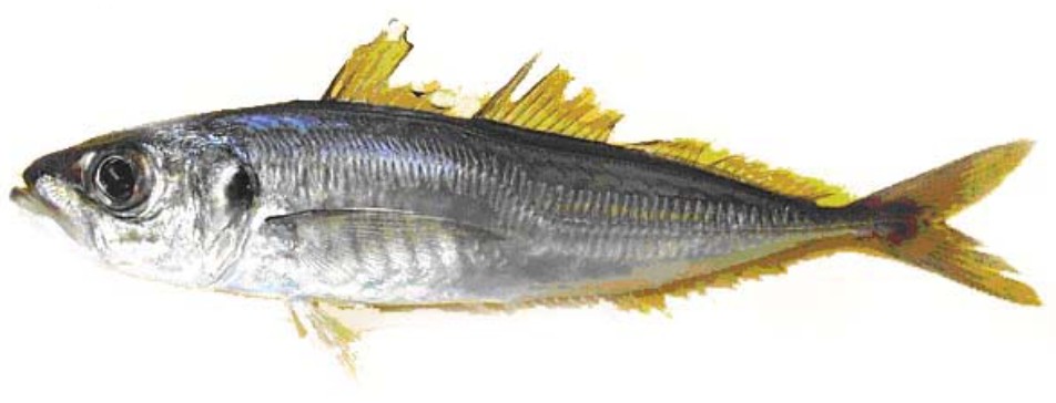 Horse Mackerel